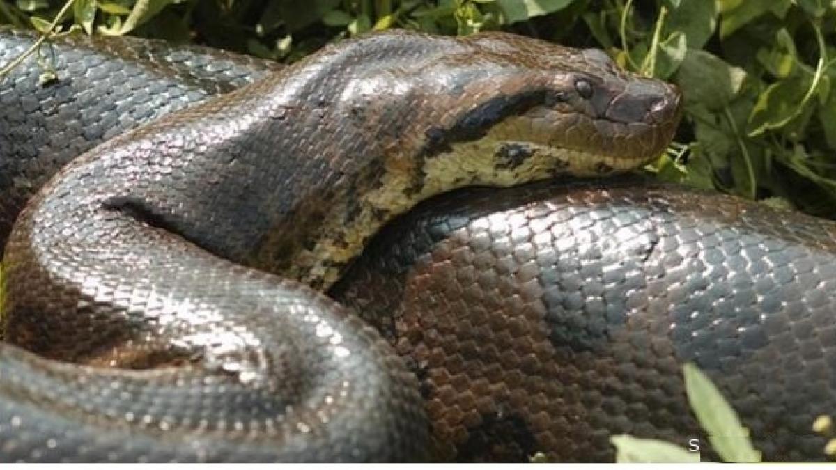 Descubren nueva anaconda en el Amazonas