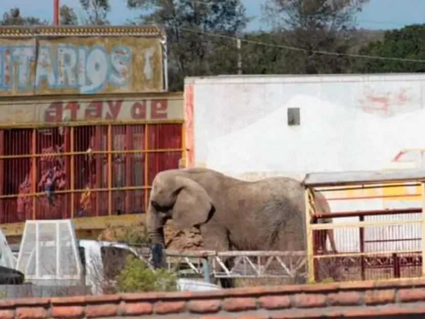 Veterinarios revisan a elefanta Annie