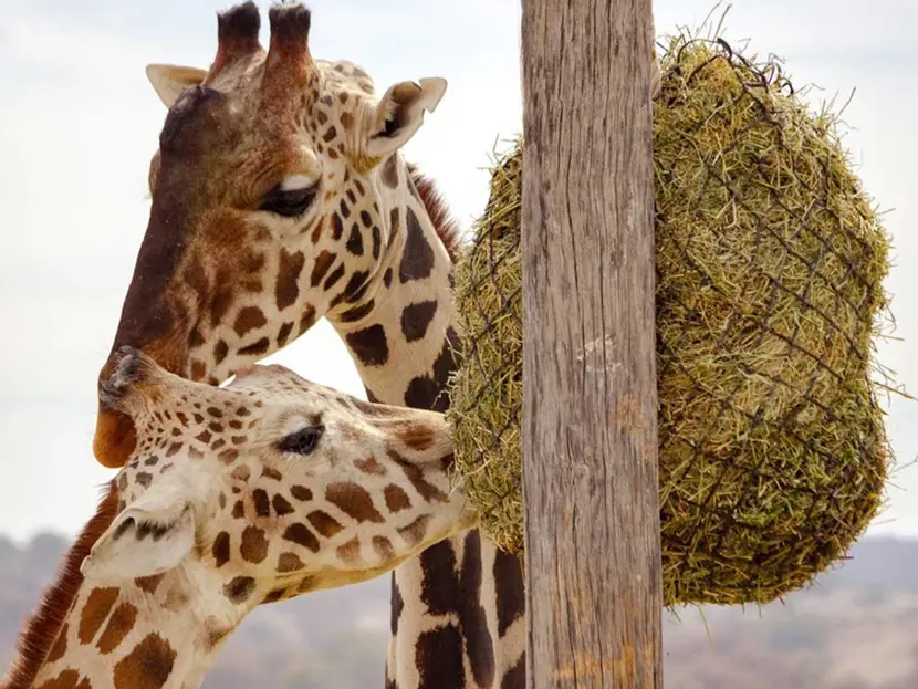 La jirafa Benito ya encontró novia en Africam Safari
