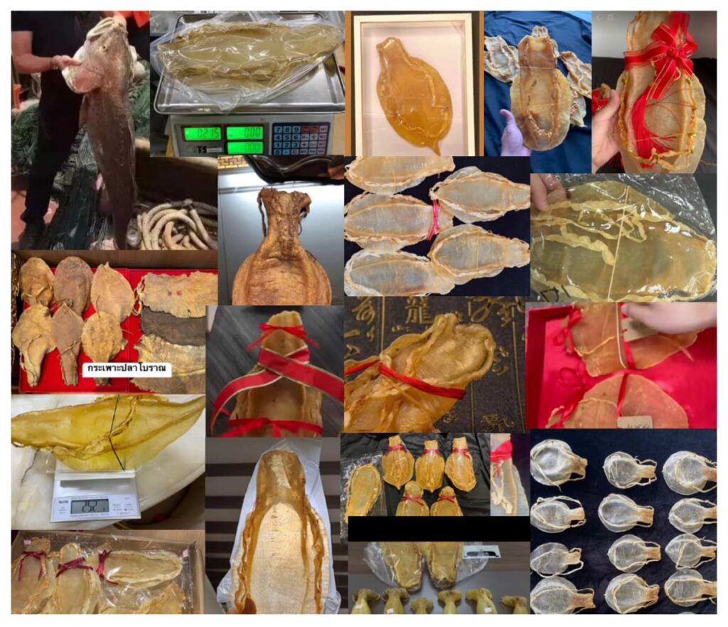 Venta de buches de Totoaba en China amenaza vaquita marina