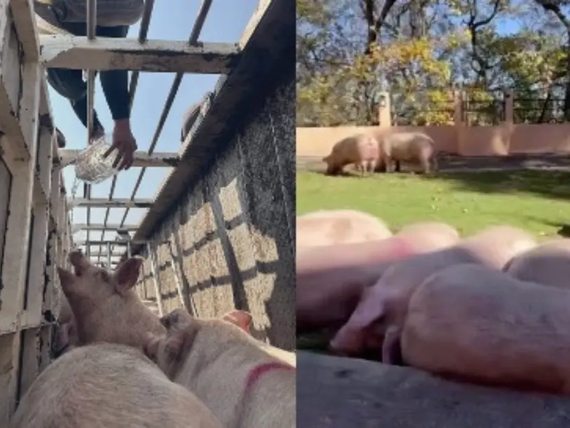 Vídeo: Rescatan a cerditos de tráiler volcado en el Circuito Exterior Mexiquense