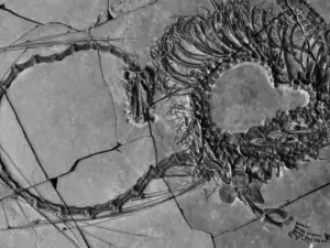 Descubren un fósil de “dragón” acuático en China