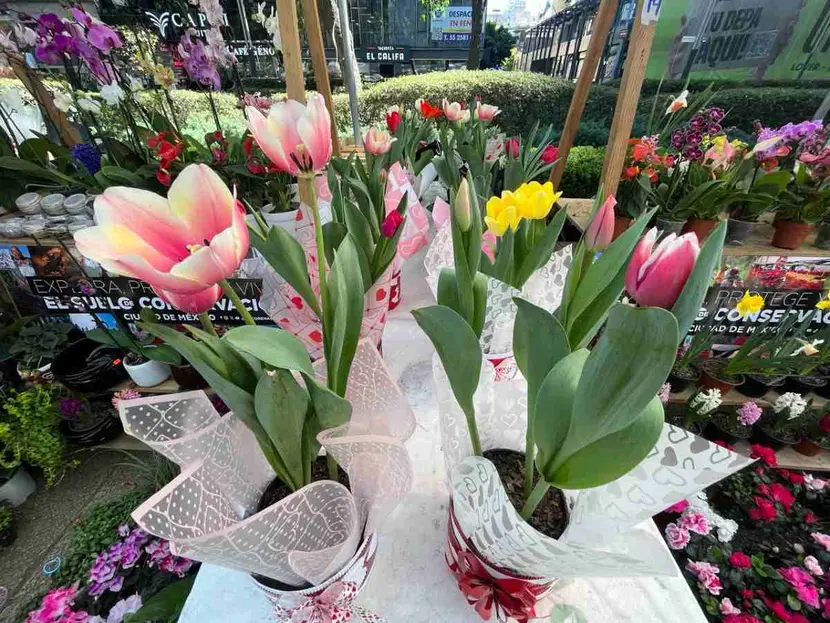 Da inicio el Festival de Orquídeas 2024