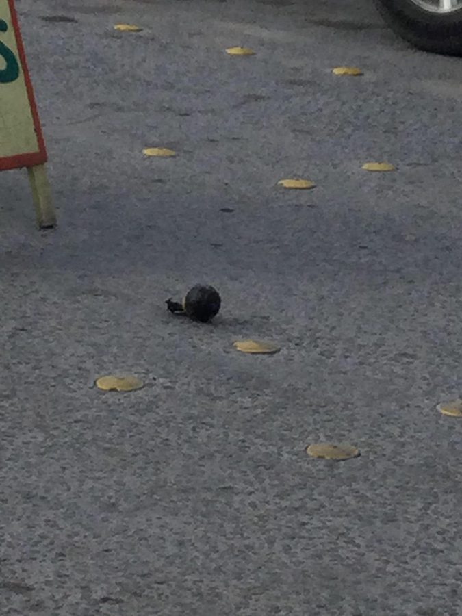 Granada de juguete, provoca pánico en maestros y alumnos