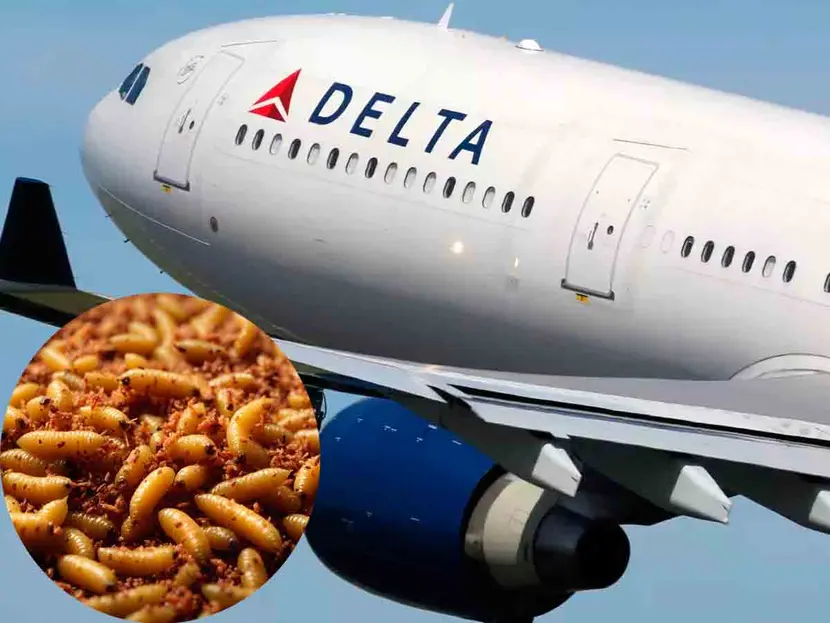 Avión regresa porque gusanos caen sobre los pasajeros