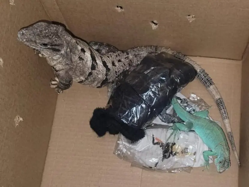 Binomios caninos detectan envío ilegal de dos iguanas vivas