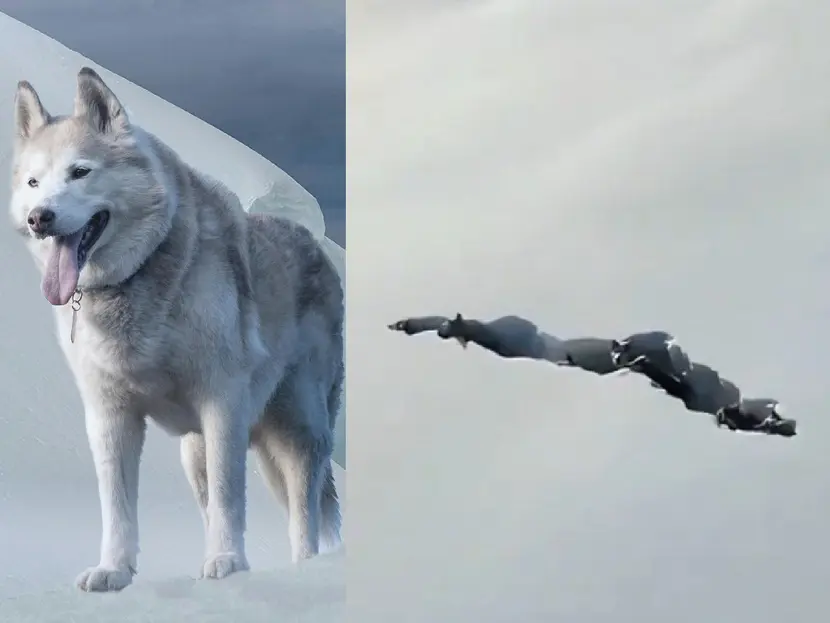 Graban a manada de lobos cavando túnel para cruzar un campo nevado