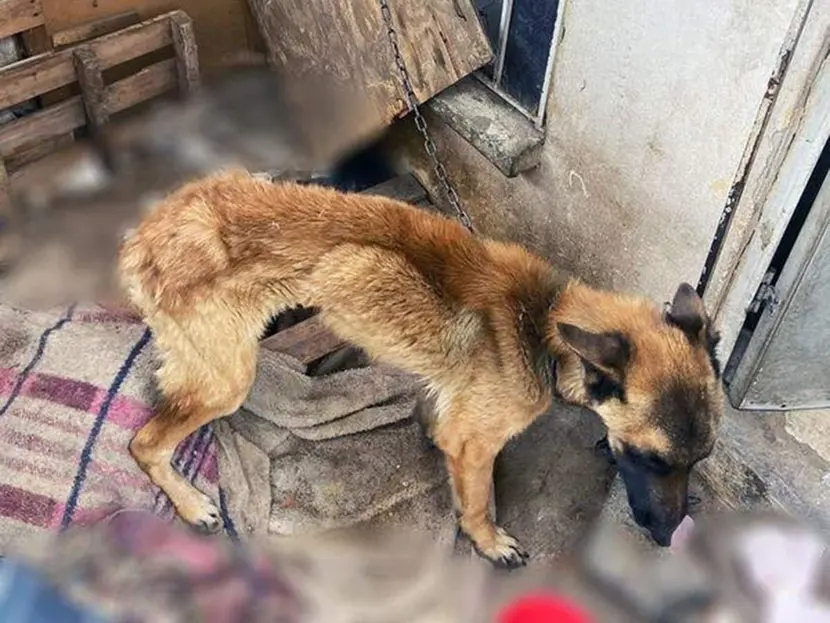 Multan a sujeto con casi 37 mil pesos por maltrato animal