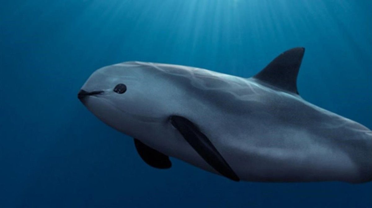 ¡Rescata la vaquita marina y gana hasta 12 mil pesos! Descubre cómo