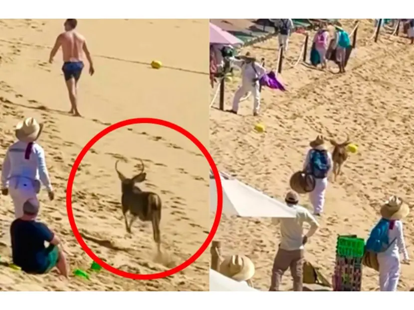 Vídeo: Venado sorprende a turistas en Los Cabos
