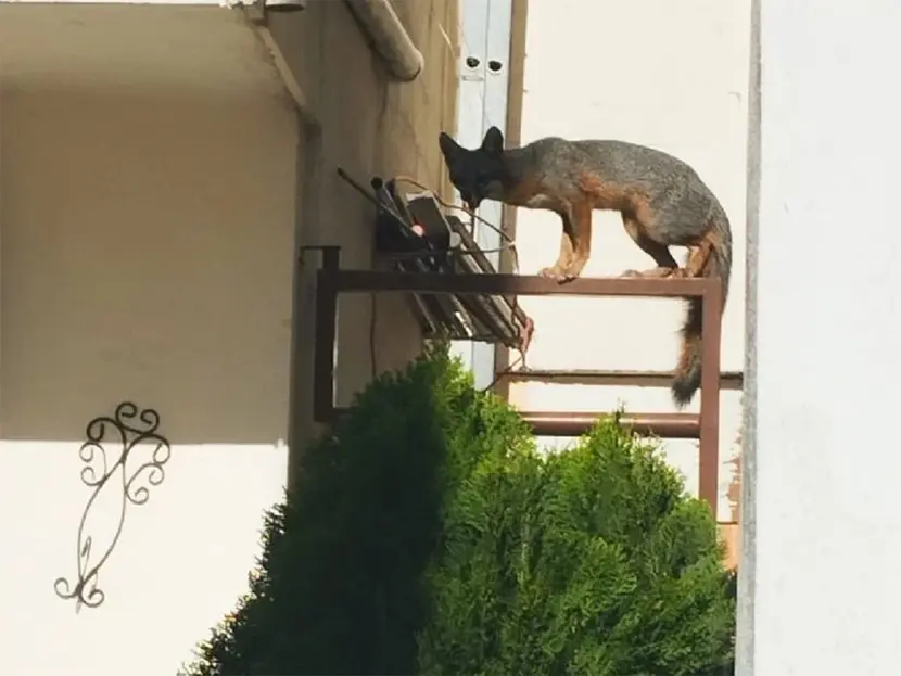 Reportan avistamiento de un zorro en las calles de Nuevo León