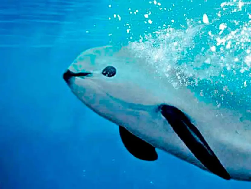 Confirman marea roja en hábitat de vaquita marina