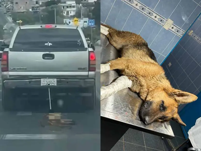 Polémica por perrita arrastrada en Guanajuato: Afirman que fue un accidente