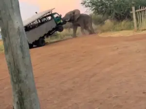 Elefante embiste a turistas que viajaban en camión de safari