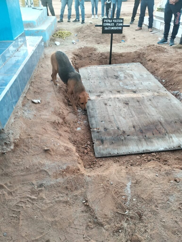 Lealtad de perrita Rubí: Acompaña a Perla Yulissa hasta el final