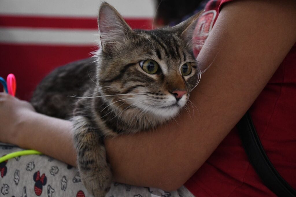 Inicia Jornada Nacional de Vacunación Antirrábica Canina y Felina 2024 en el Estado de México