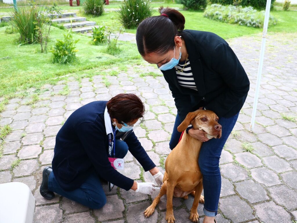 Inicia Jornada Nacional de Vacunación Antirrábica Canina y Felina 2024 en el Estado de México