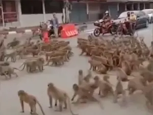 Monos pelean en Tailandia; el líder fue capturado por la policía