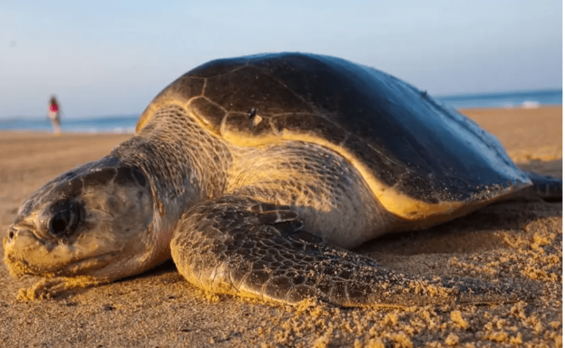 Ocho niños pierden la vida tras comer carne de tortuga