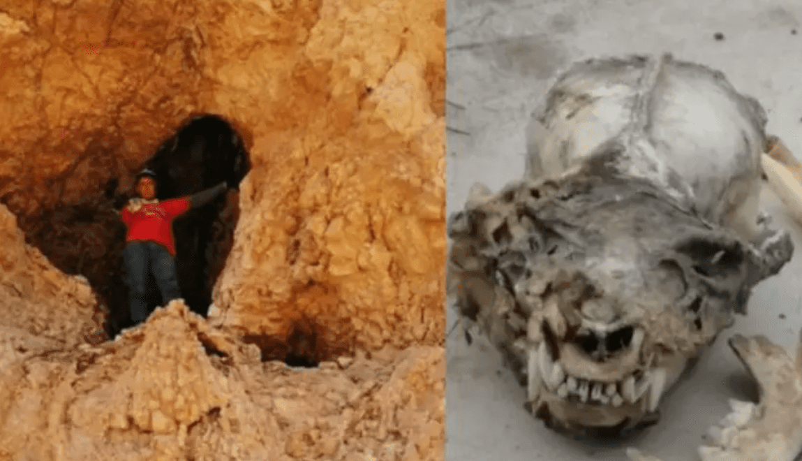 Encuentran cráneo humanoide con colmillos en una cueva de Coahuila