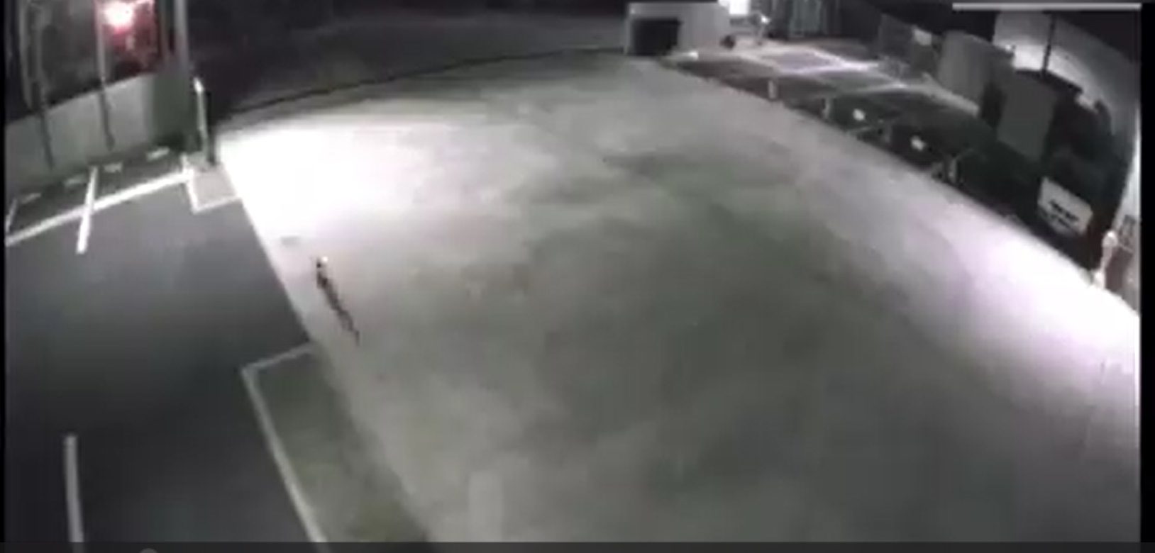 Gato cae en tina con químicos y genera alerta en Japón