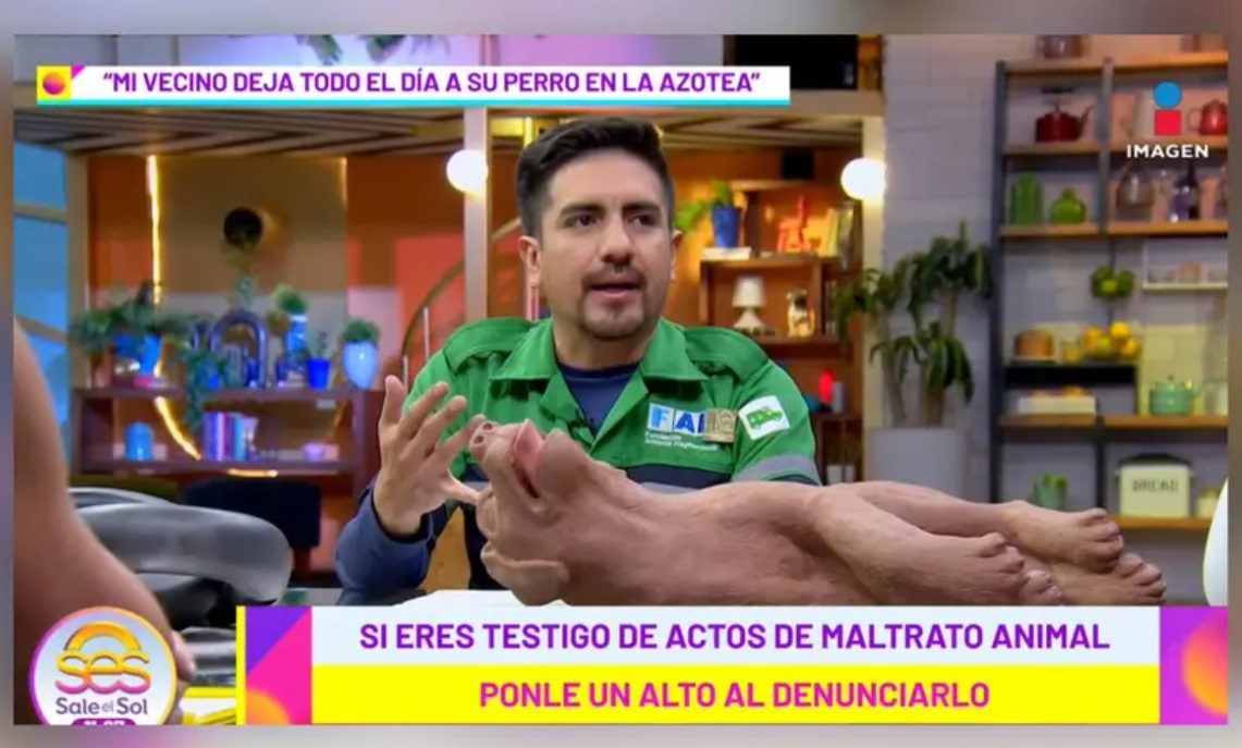 ¿Qué se entiende por maltrato a los animales?