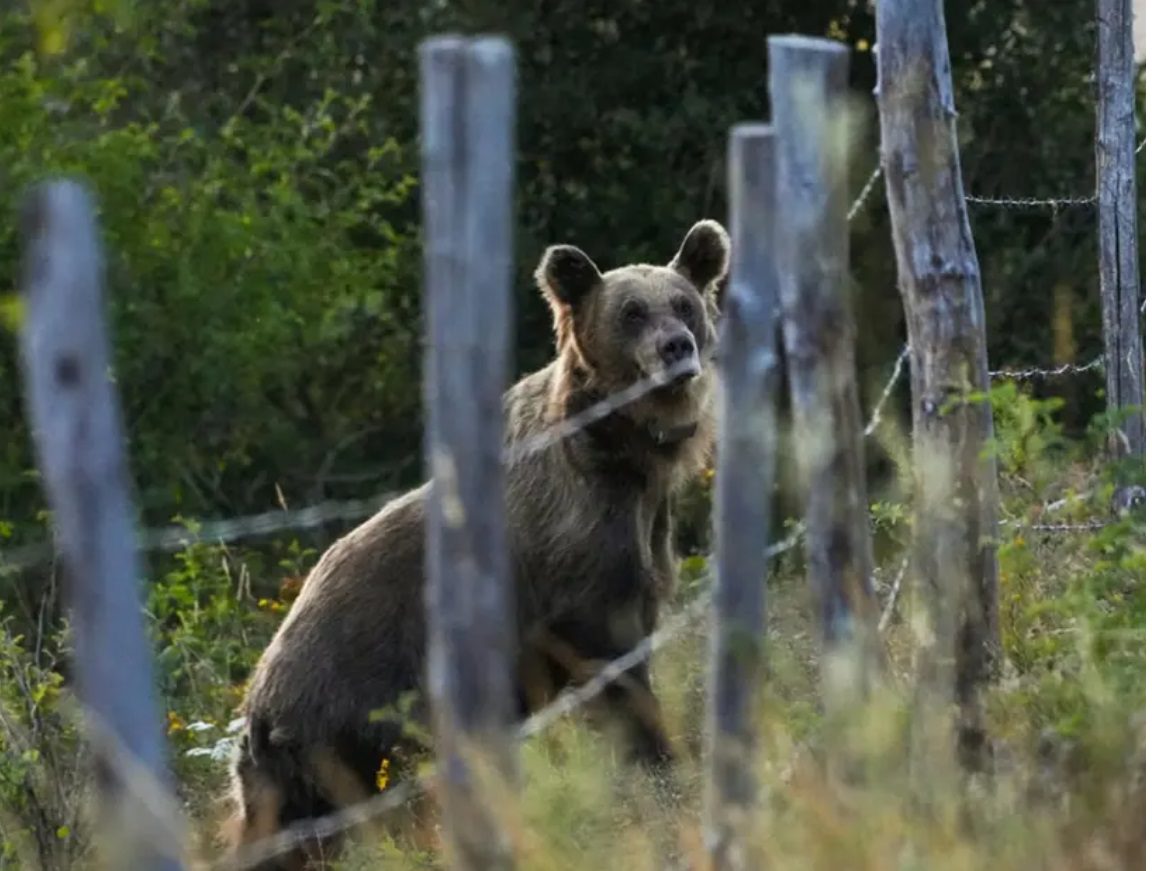 Oso ataca a 5 personas, incluyendo a un niño, en Eslovaquia