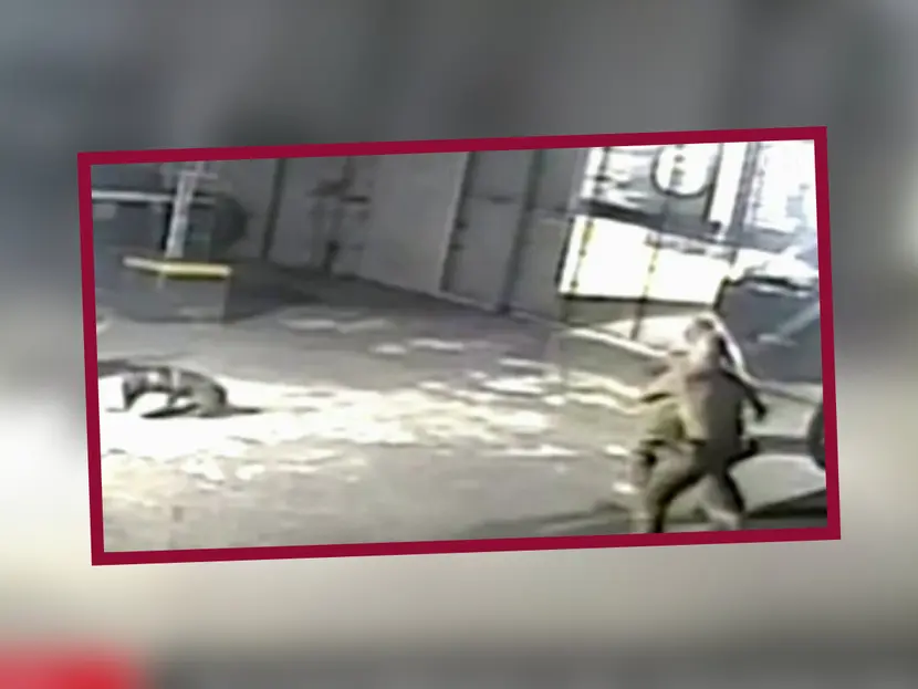 Perros muerden a policías que estaban peleando