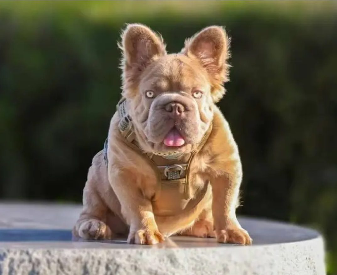 ¡Rope Daddy, el perro más valioso, come mejor que yo!