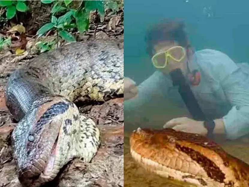 Cazadores matan a anaconda más grande del mundo