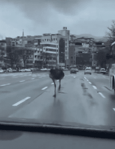 Avestruz escapa del zoológico y corre por la ciudad