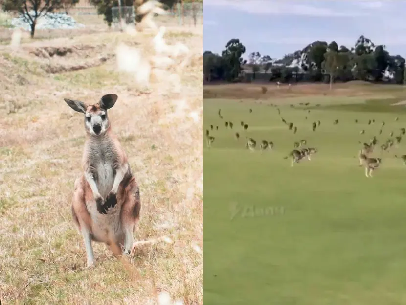 Cientos de canguros entran en un campo de golf en Australia