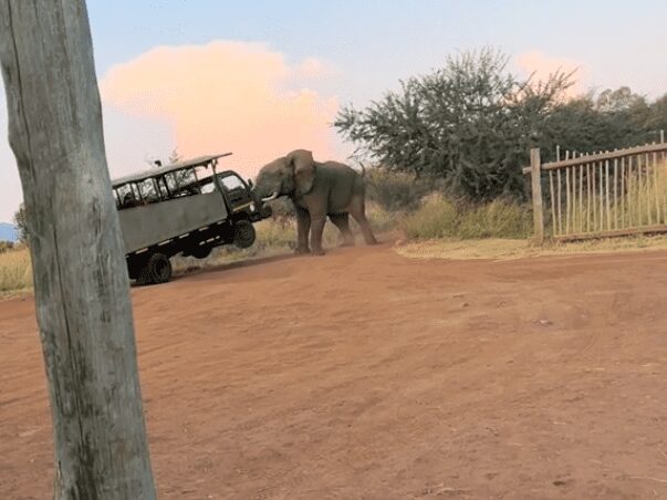Elefante embiste a turistas que viajaban en camión de safari