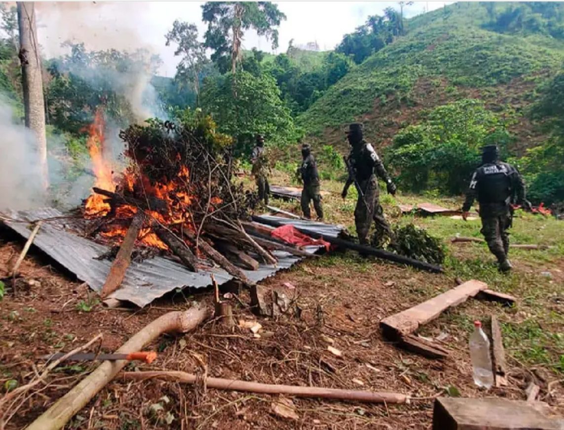 Honduras quema 93 hectáreas de coca y destruye 74 mil arbustos de marihuana