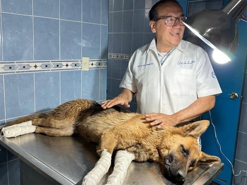 Perrita arrastrada por camioneta está fuera de peligro