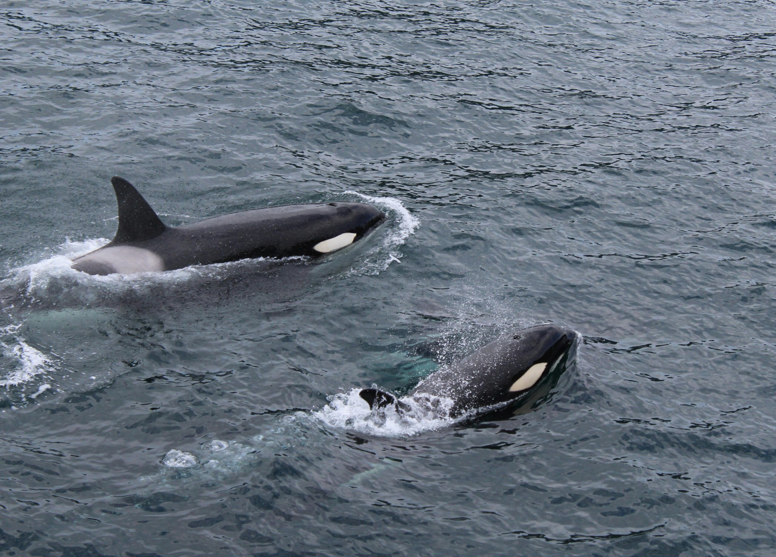 Pueblos de Nueva Zelanda piden otorgar derechos a las ballenas