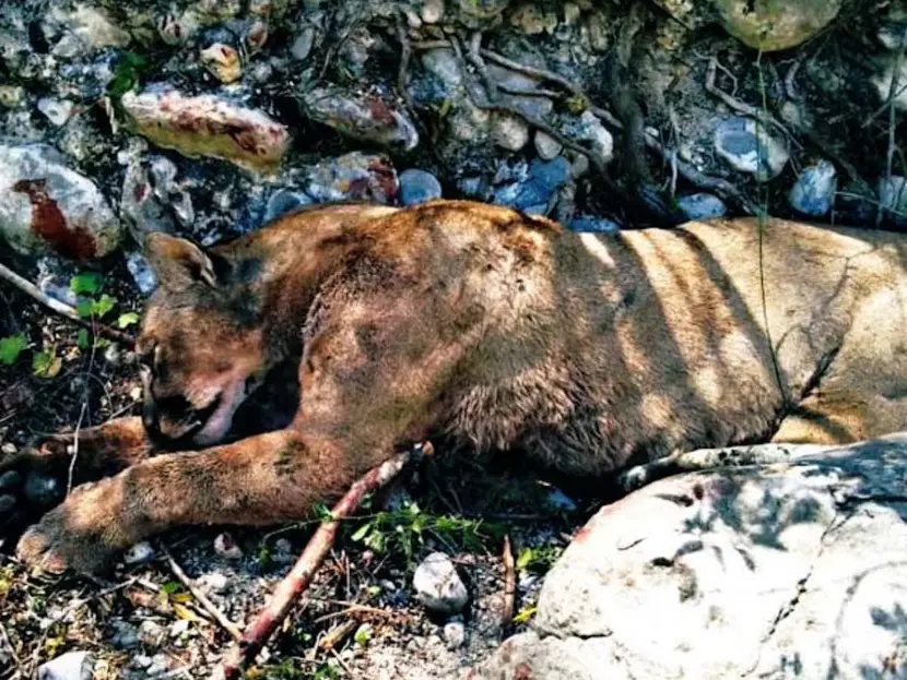 Puma ataca a campesinos en Tamaulipas