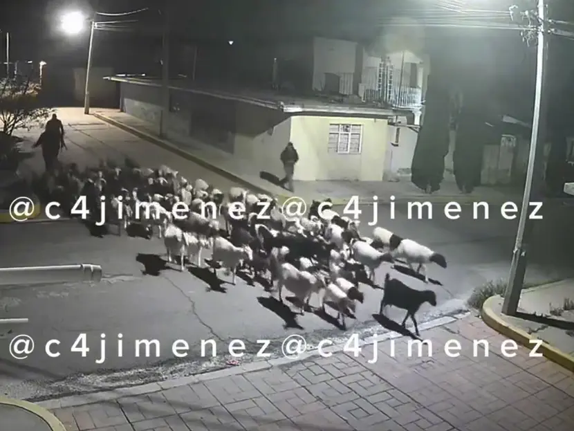 Vídeo: roban borregos en el Estado de México