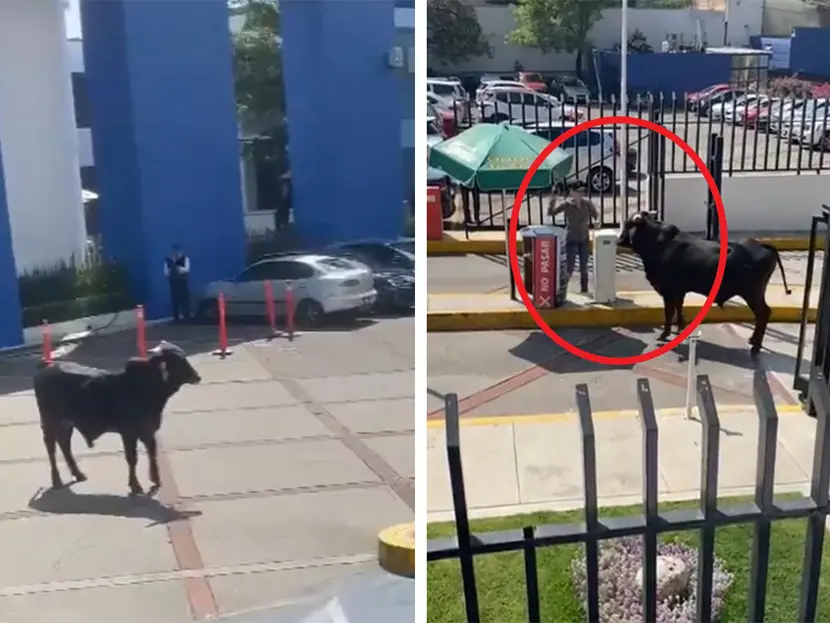 Toro entra a escuela de La Salle en CDMX