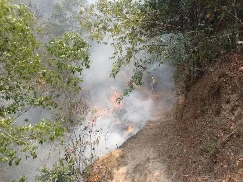 Se reportan 126 incendios forestales en el territorio nacional