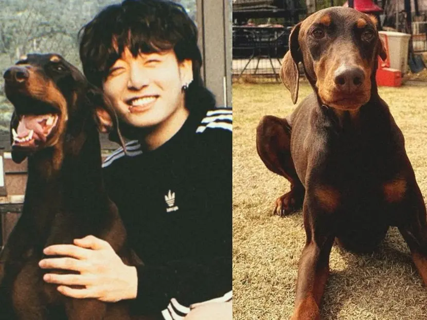 Jungkook de BTS abrió una cuenta de Instagram para Bam, su adorable mascota