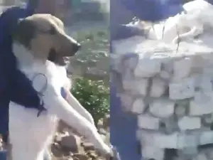 Indignante: Jóvenes maltratan a perro y lo arrojan a un pozo en Guanajuato