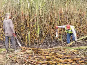 Sequía afecta producción de caña en Veracruz