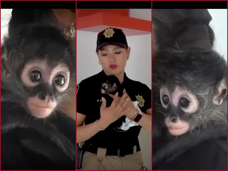 Conoce a Botas, el mono araña rescatado en un altar de la Santa Muerte