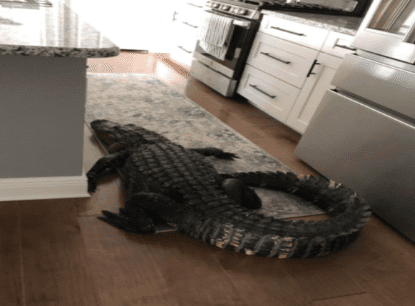 Caimán de dos metros aparece en cocina en Florida