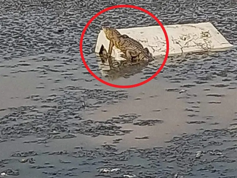 Encuentran cocodrilo en laguna de Cuautitlán Izcalli