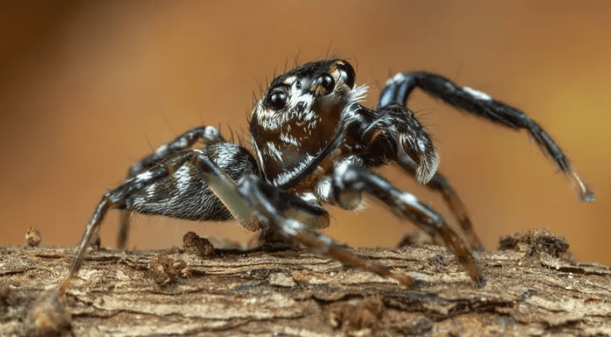 En Francia, decomisan más de mil arañas venenosas