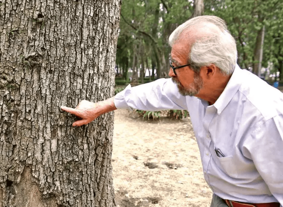 Podrían morir 200 mil fresnos y cedros de la CDMX