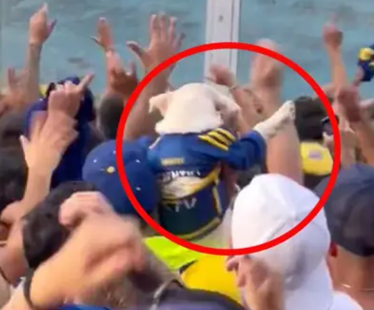 Perrito anima a Boca Juniors desde las gradas