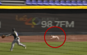 Perro ingresa a la cancha e interrumpe un juego de beisbol en Puebla